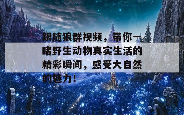 跟随狼群视频，带你一睹野生动物真实生活的精彩瞬间，感受大自然的魅力！